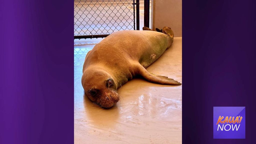 Ke Kai Ola Veterinarian Hopeful to Save Endangered Hawaiian Monk Seal