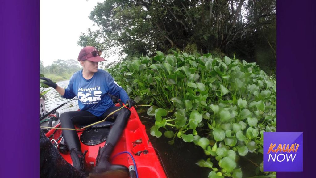 Water Hyacinth Removed From Kapahi Upper Reservoir Kauai Now