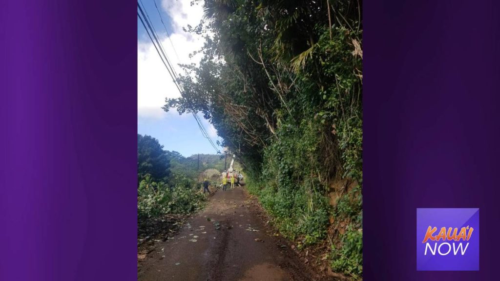 Update Kua Road Cleared of Fallen Tree Kauai Now