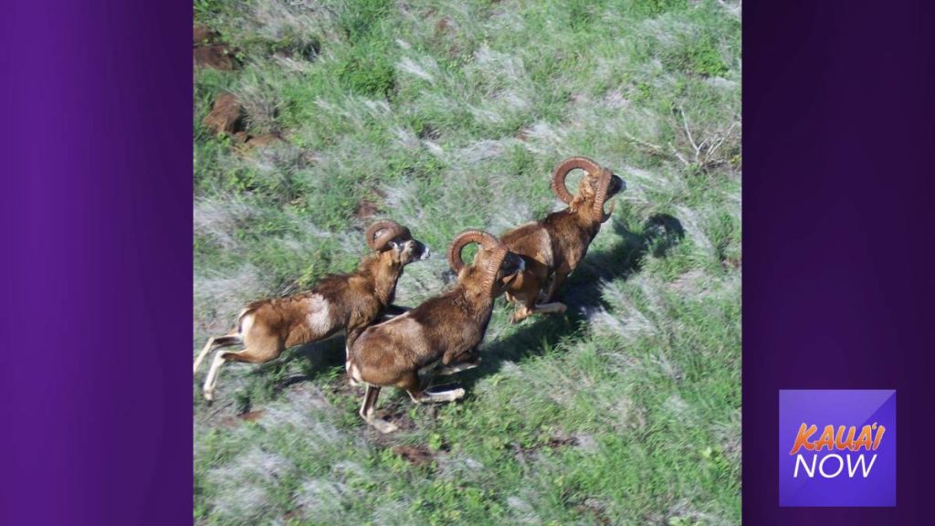 Lānaʻi Axis Deer, Mouflon Sheep Hunting Season Approaches Kauai Now
