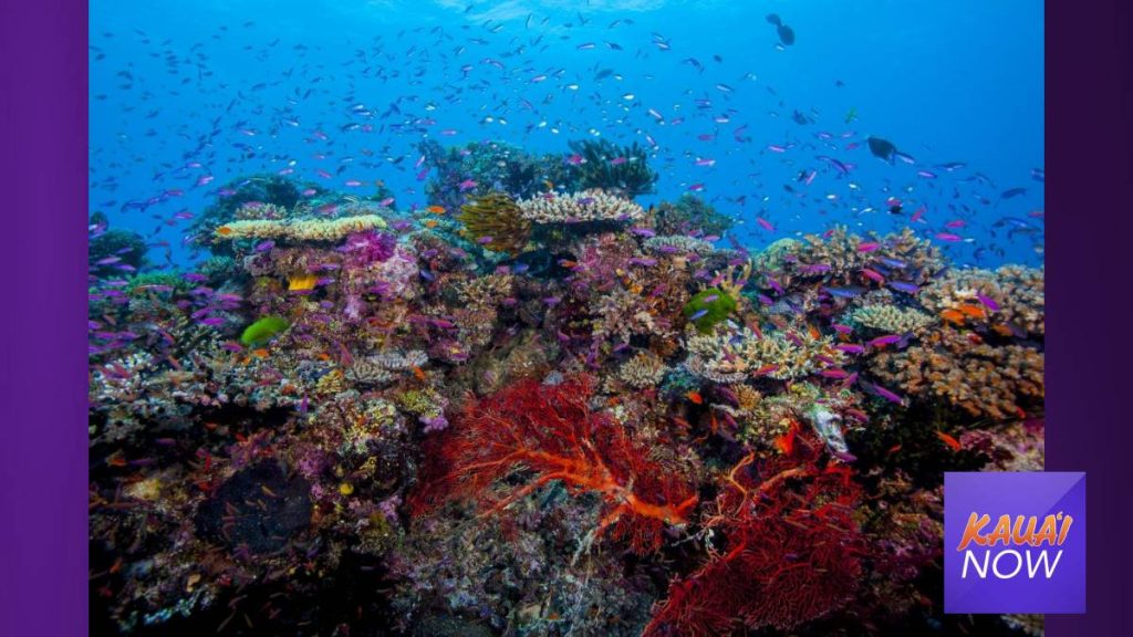 Understanding Coral Reef Connectivity Important to Focus Conservation