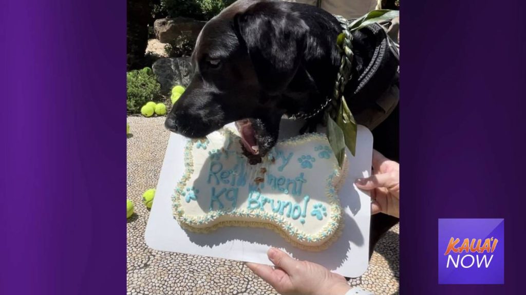 ExplosiveSniffing TSA Dog Retires, Celebrated with Tennis Balls And