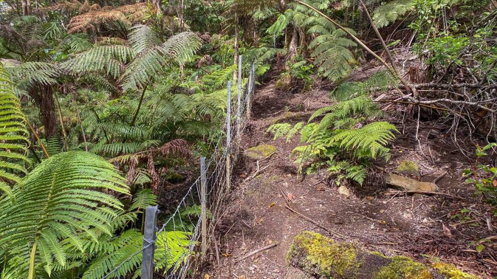 Project on Kohala Mountain will protect cloud forest and source of
