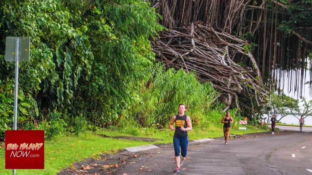Majestic banyan collapses along Hilo’s iconic road adorned with