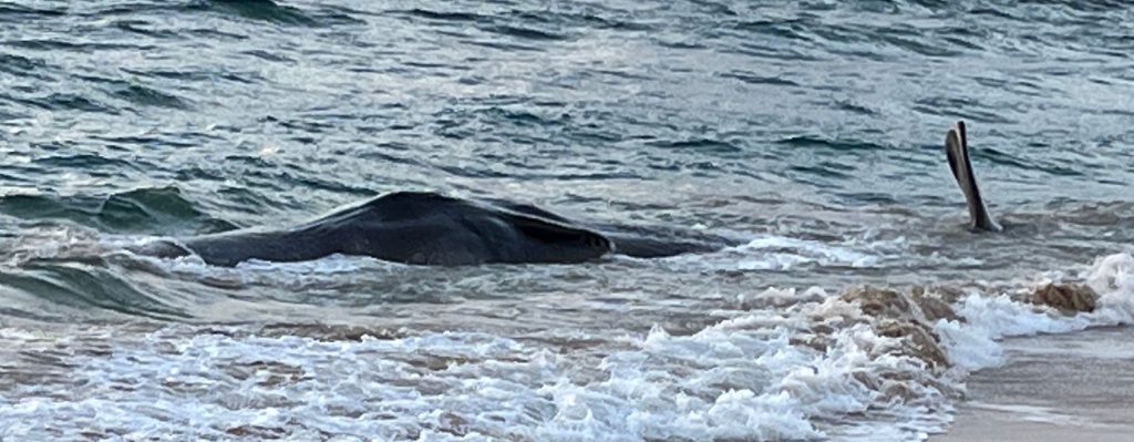 Beached Whales Found Dead On Hawaii Beach