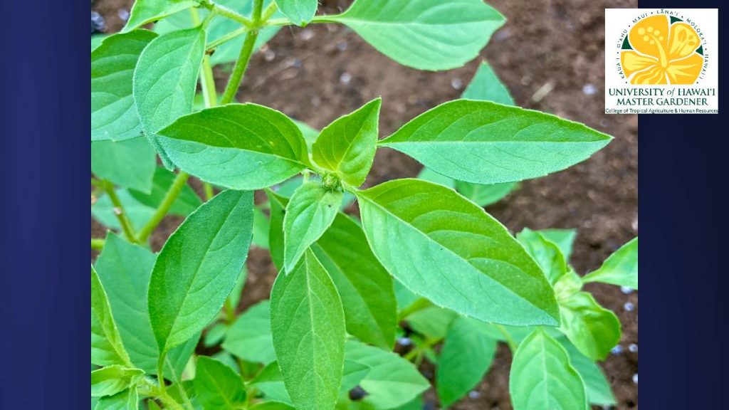 Gardening on the Garden Isle Basil the royal herb Kauai Now