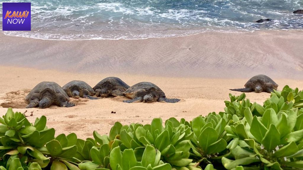 You Need to See Turtle Beach on Oahu! Here's Why