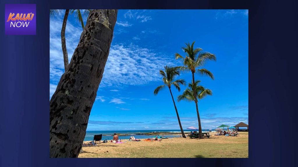 Box Jellyfish warning at Salt Pond and Poʻipū Beach on Kauaʻi Kauai Now