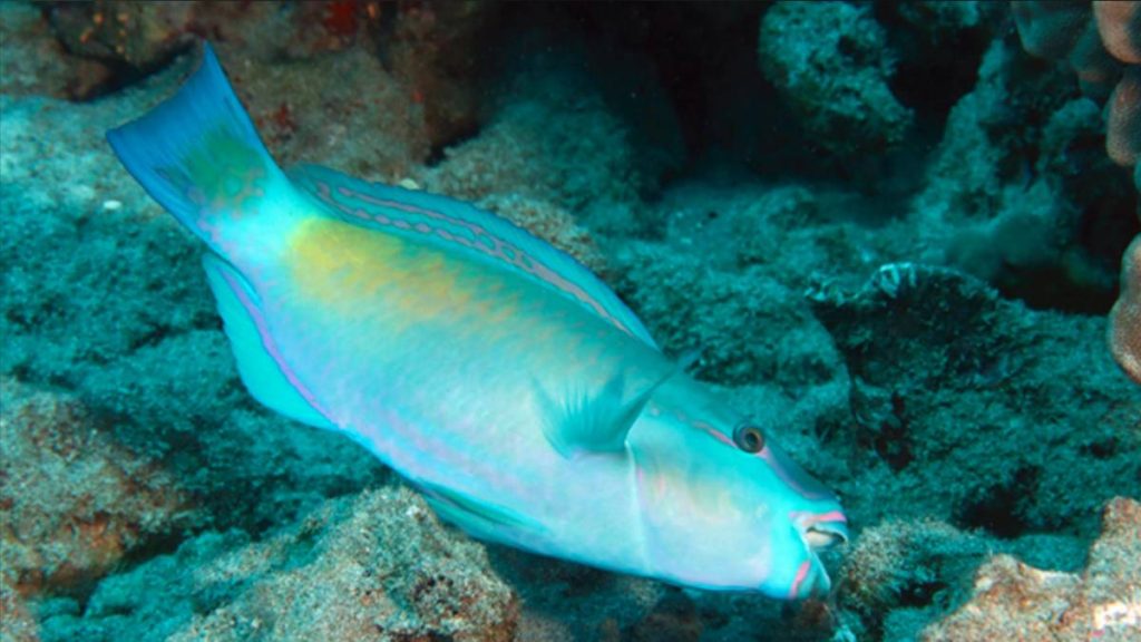 New campaign highlights herbivore fishes key to healthy coral reefs