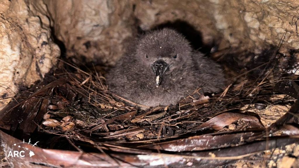 BEYOND LOCAL: Birds' nests express their unique style and past experiences  - Orillia News