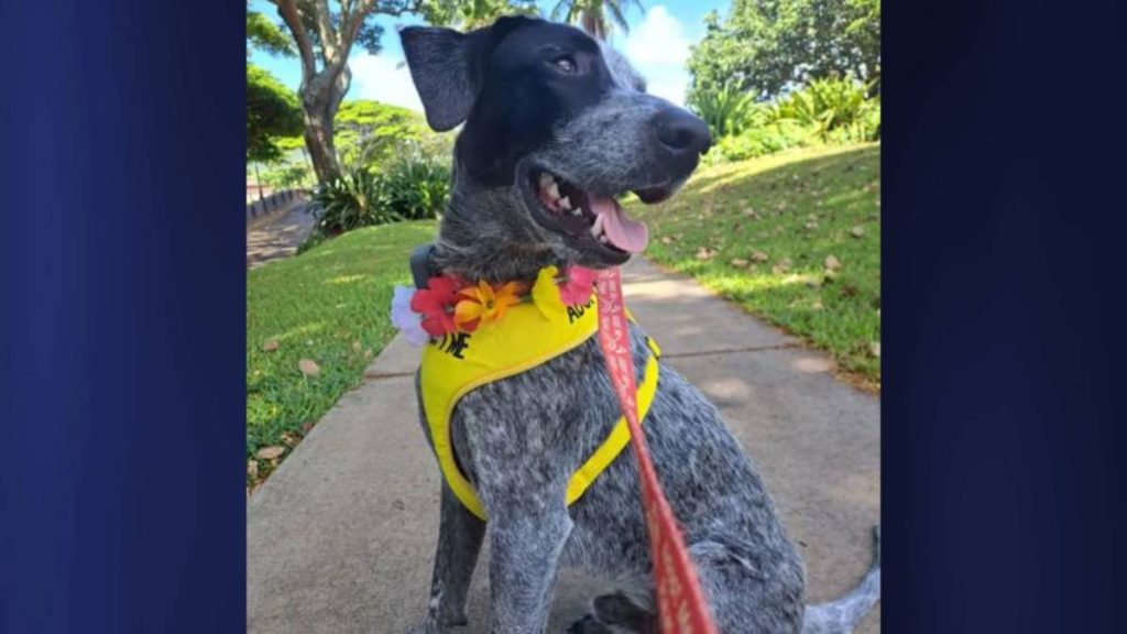 Kaua‘i Humane Society to host adoption event in celebration of National