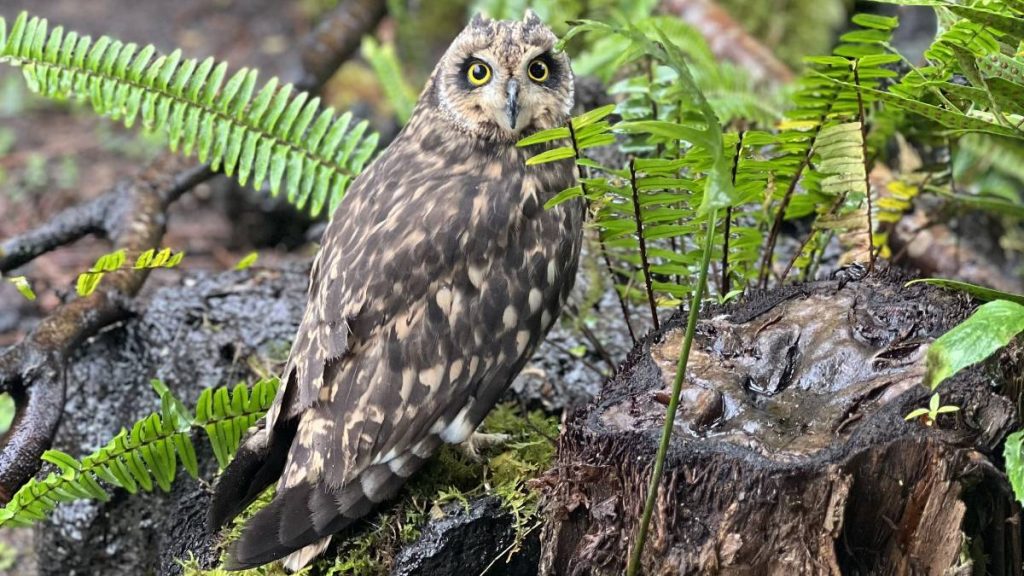 New pueo at Panaewa Rainforest Zoo and Gardens on the Big Island in 2023.