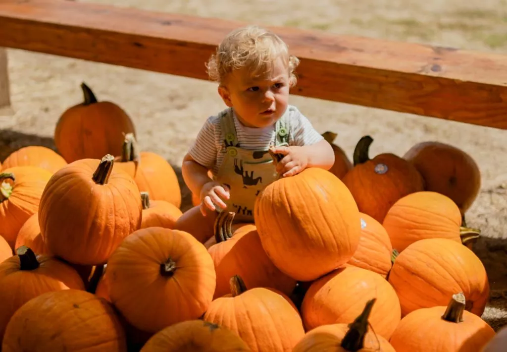Keiki had lots of fun at Kehaka Neighborhood Park on Saturday during the 11th Annual Harvest Festival on Kauaʻi. (Screenshot courtesy Hawai‘i Crop Improvement Association)