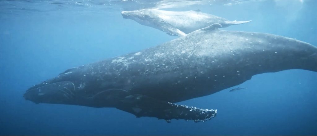 New humpback whale film reveals epic journey, urgent science on World Ocean Day | Kauai Now