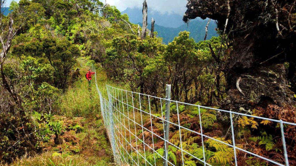 Kaua’i conservation leaders hope Hawaiʻi’s new Green Fee will prioritize environmental initiatives, not tourism | Kauai Now
