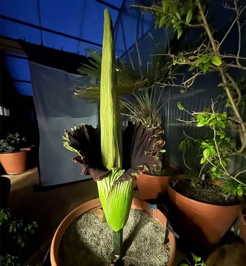 Famed corpse flower, Pua Pilo, bloomed a day later than expected on Monday, July 21, 2025. (Photo Credit: The National Tropical Botanical Garden)