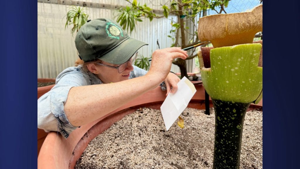 Nursery and Lab Manager Lauren Greig collecting pollen from famed corpse flower, Pua Pilo, on July 21, 2025. (Photo Credit: The National Tropical Botanical Garden)