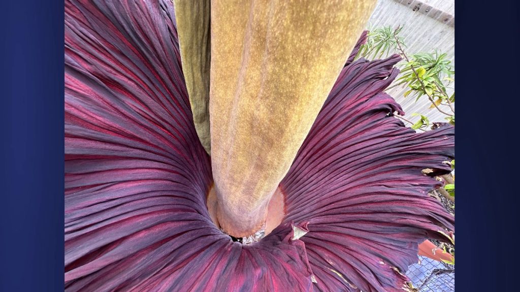 The corpse flower named Pua Pilo, Hawaiian for stinky flower, bloomed a day later than expected on July 21, 2025. (Photo Credit: The National Tropical Botanical Garden)