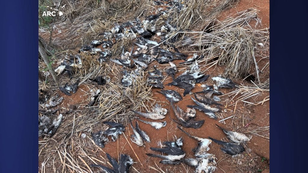 In the last two weeks, at least three mass kills of native ‘uaʻu kani (Wedge-tailed Shearwater) have been recorded on Kauaʻi, amounting to a minimum of 180 birds. (Photo Credit: The Archipelago Research and Conservation)