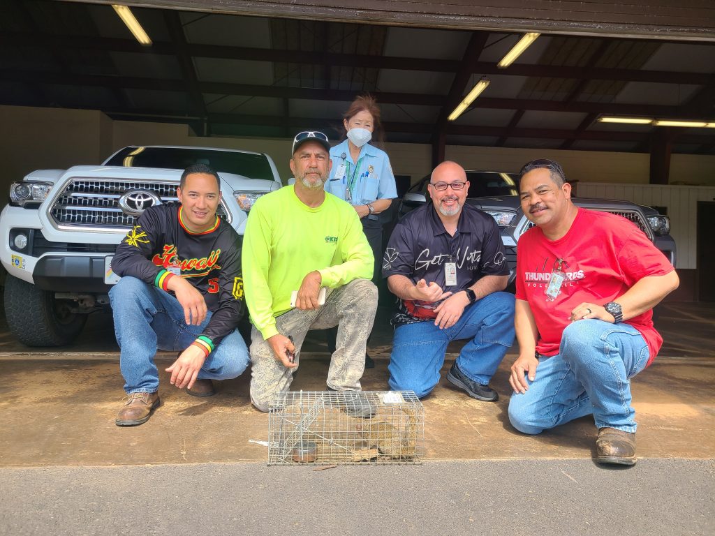 In a multiagency effort to prevent mongoose establishment, members of the Kauaʻi Invasive Species Committee captured the animal at Nāwiliwili Small Boat Harbor on Friday morning. (Photo Courtesy: Hawaiʻi Department of Agriculture)