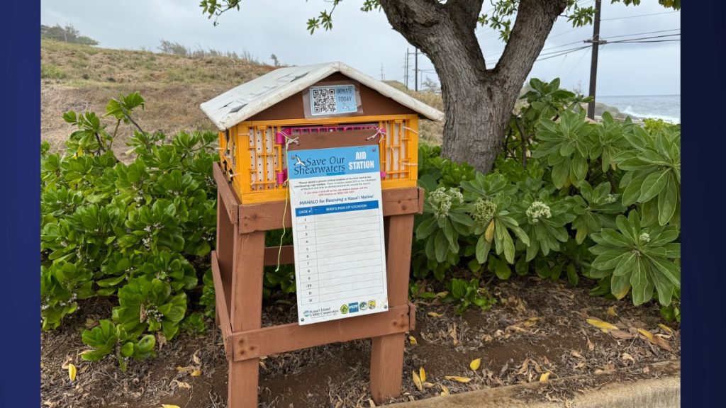 Kaiakea Fire Station is one of ten aid stations found at fire stations across the island during Shearwater season. (Photo Credit: Xiomara Yamileth/ Kaua'i Now)