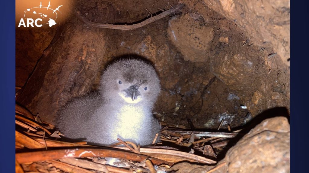 The a'o bird, also known as a Newell's Shearwater or Hawaiian Shearwater, is a seabird in the family Procellariidae. (Photo Credit: The Archipelago Research and Conservation)