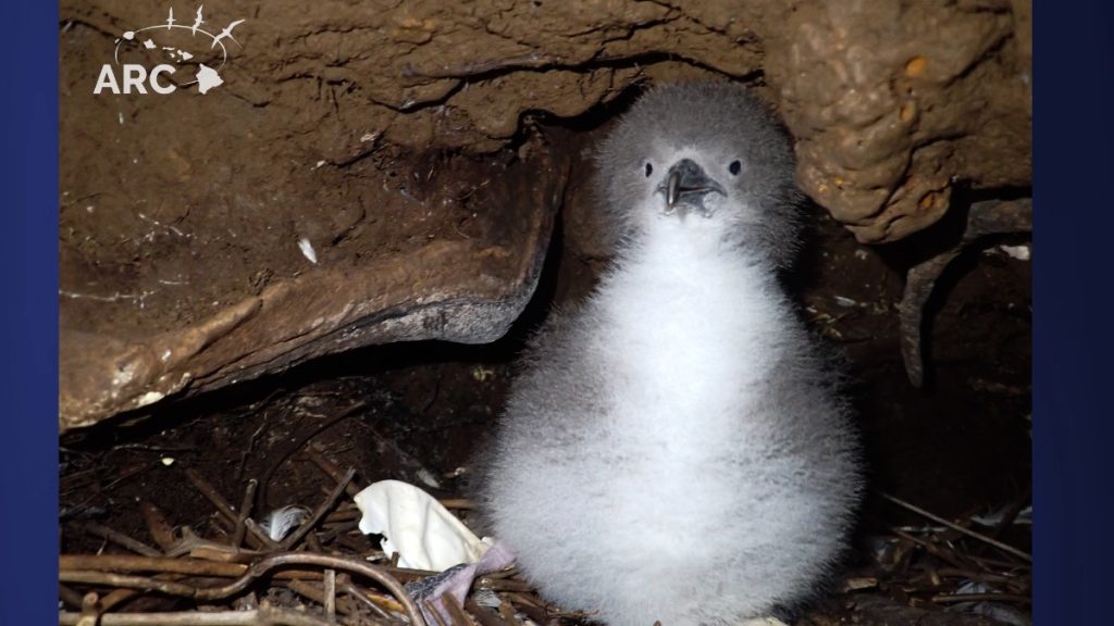 Shearwater season, running from Sept. 15 to Dec. 15, marks a crucial time for native seabirds like the Newell’s shearwater and Hawaiian petrel. (Photo Credit: The Archipelago Research and Conservation.)