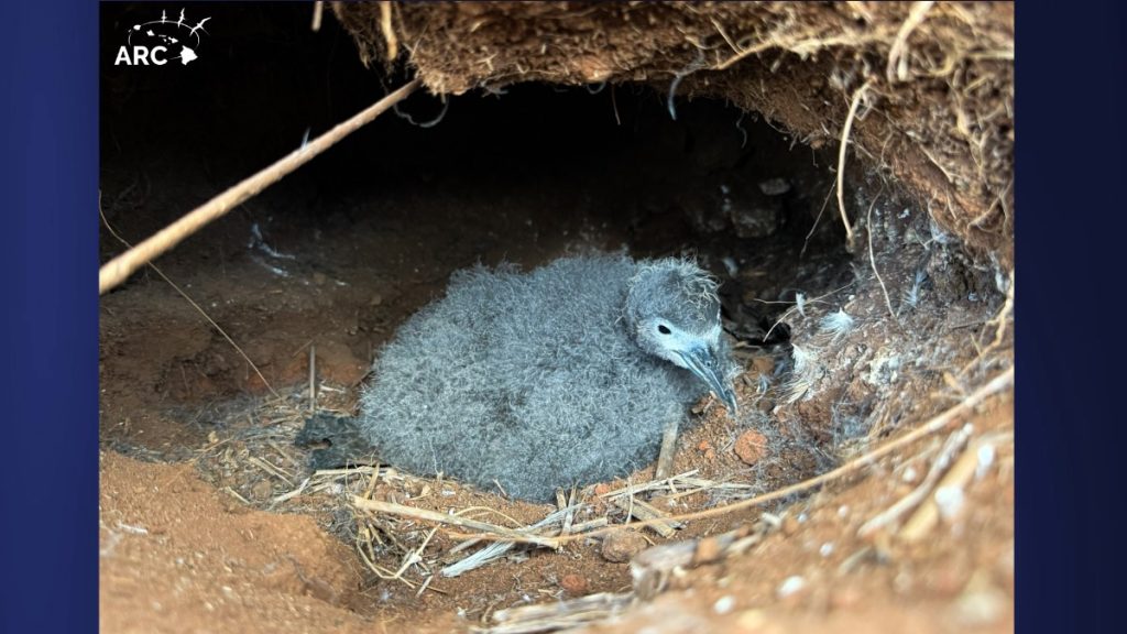 Live chicks were also recorded in some of the burrows, highlighting how vulnerable they still are at the site. (Photo Credit: The Archipelago Research and Conservation)