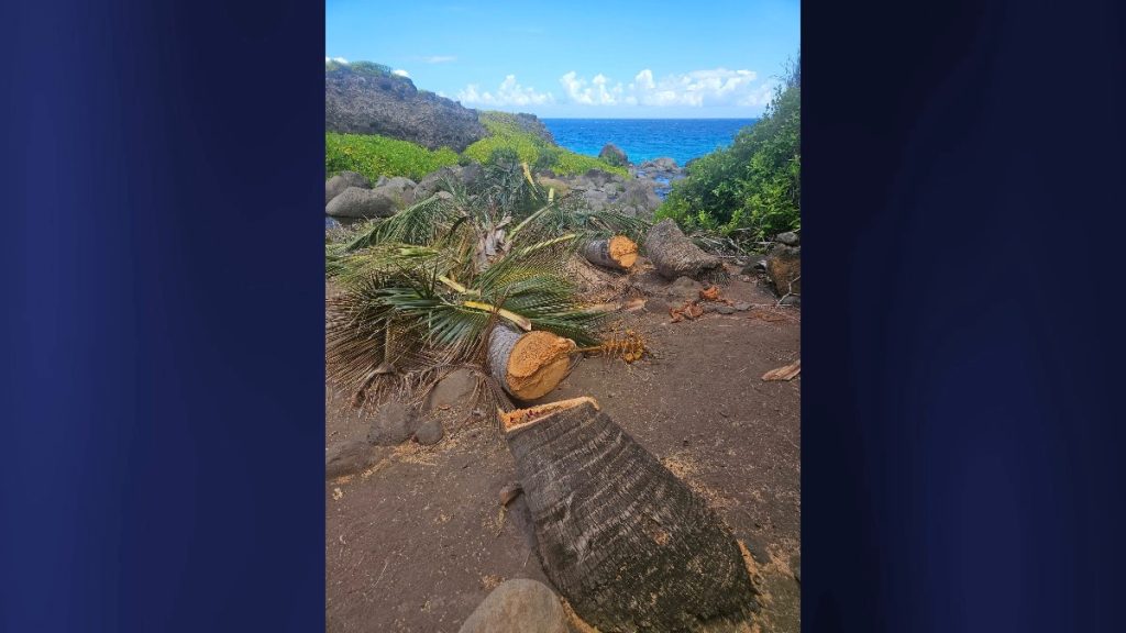 One of 14 young coconut trees that lined a popular area near the Kalalau Stream in the Nāpali Coast State Wilderness Park. (Photo Credit: Paul Dee)