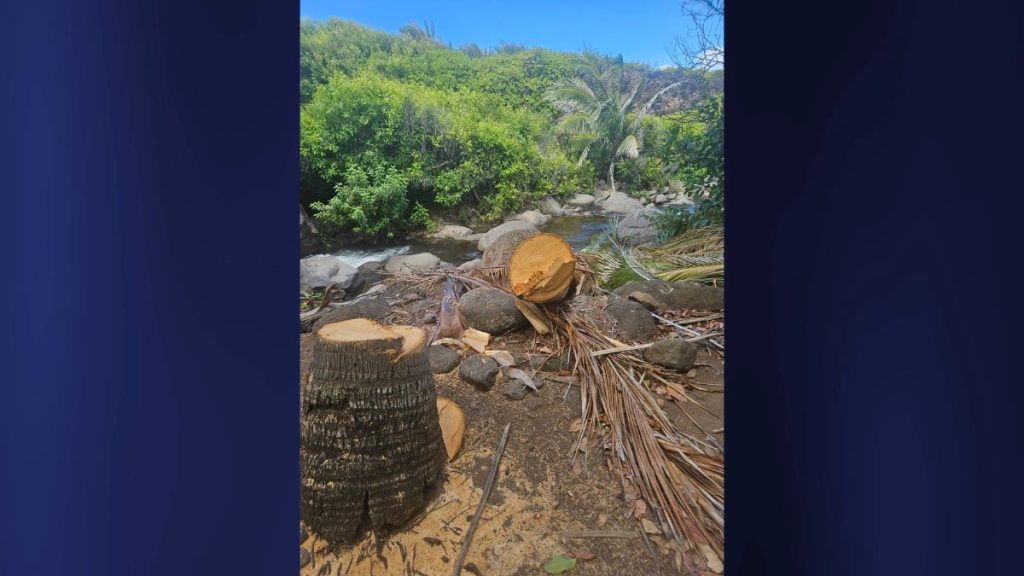 Another coconut tree can be seen cut down in what's called the 'Kalalau Coconut Massacre,' according to the popular Kalalau Trail Facebook page. (Photo Credit: Paul Dee)