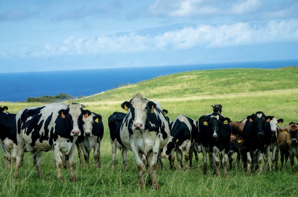 Cloverleaf Dairy cows reside in Kohala. (Photo courtesy: Farm Link Hawai‘i)