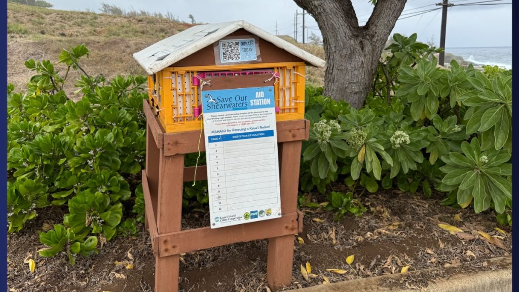 Kaiakea Fire Station is one of 10 aid stations found at fire stations across the island during Shearwater season. (Photo Credit: Xiomara Yamileth/ Kaua'i Now)
