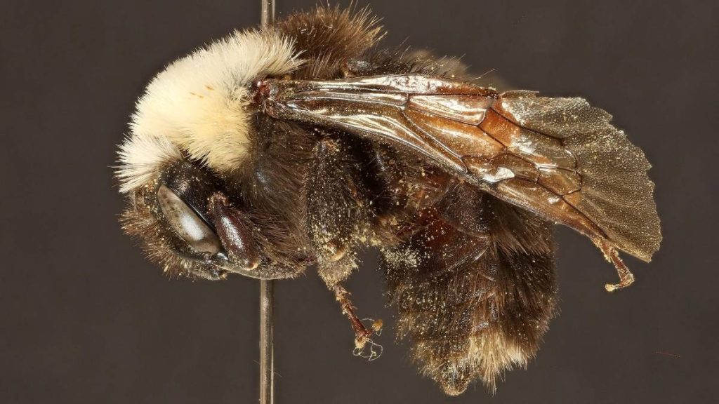 Rare-bumblebee-UH-study-10-29-