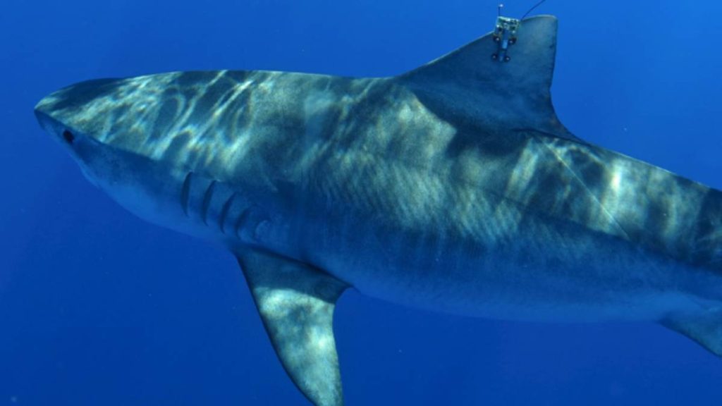 A tiger shark in the Hawaiian Islands with the latest generation of satellite tags. (Photo Credit: Mark Royer/University of Hawaiʻi)