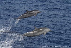 Research uncovers human-induced dangers to Pacific dolphins, whales