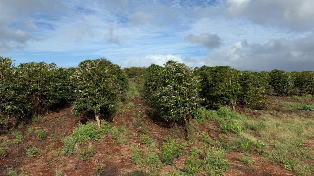 Kauaʻi Coffee farms about 3,000 acres on the island’s West Side, managing roughly 4 million coffee trees and producing between 1 and 2 million pounds of green coffee annually. (Photo Credit: Xiomara Yamileth/ Kaua'i Now)