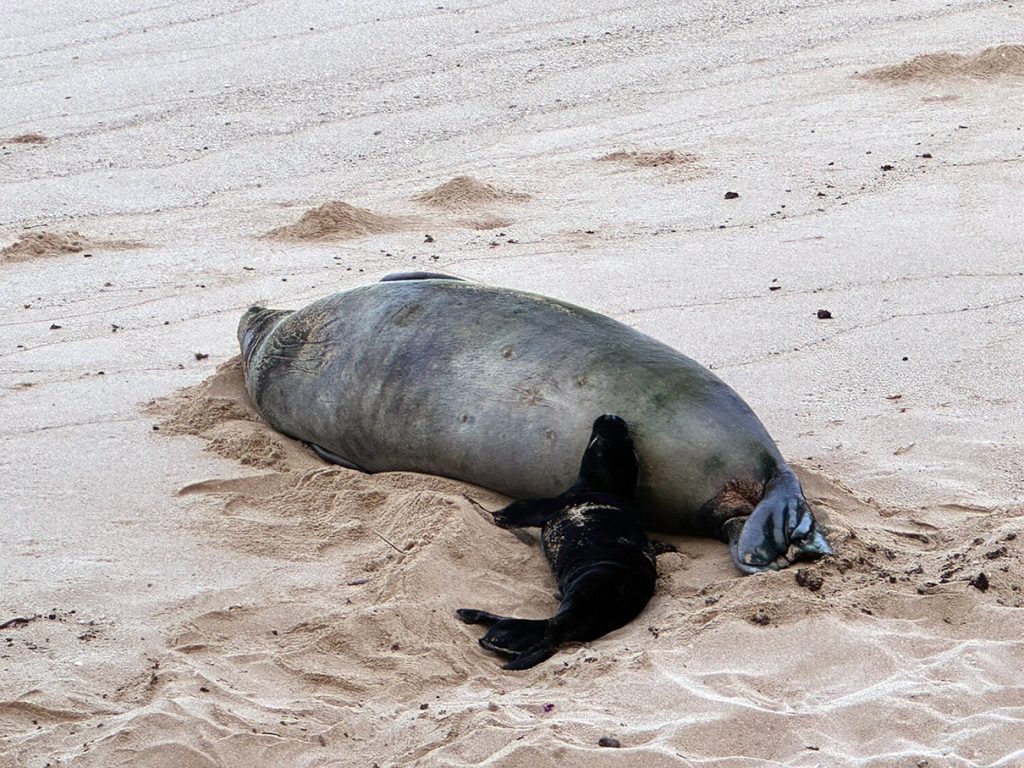 Hawaiian monk seal Kaiwi (RK96) and her pup, May 04, 2026. PC: DLNR