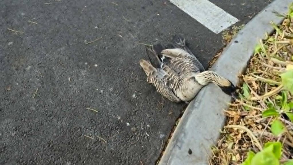 One of the two nēnē ran over in the parking lot at the Queens' Marketplace in Waikōloa on Wednesday, June 3, 2026. (Photo courtesy: Carl Neville)