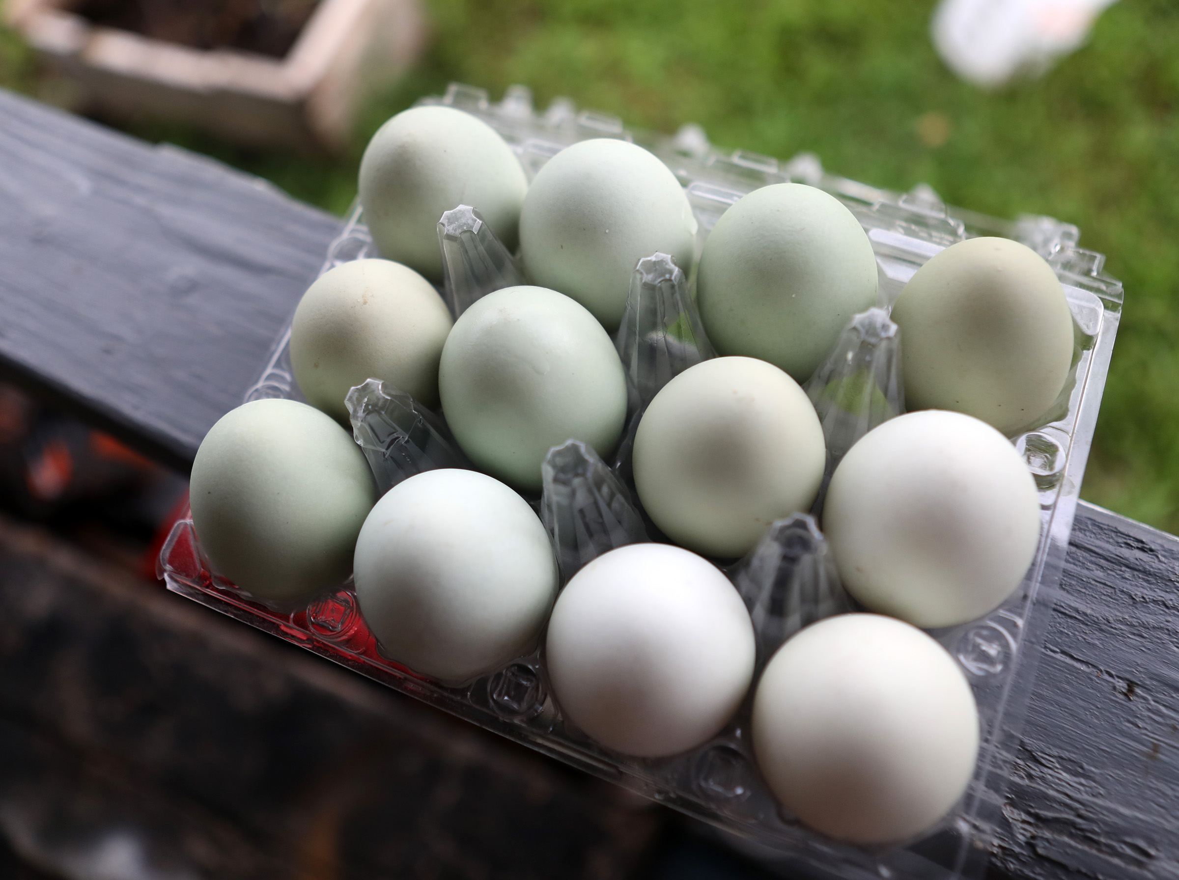 Hawaiʻi Attorney General secures 53 million eggs in nationwide settlement