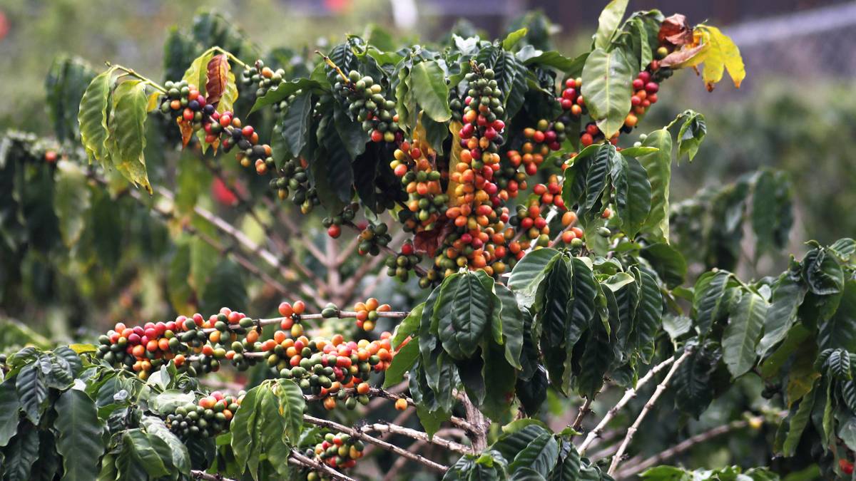 Kauaʻi now designated as a coffee berry borer-infested area
