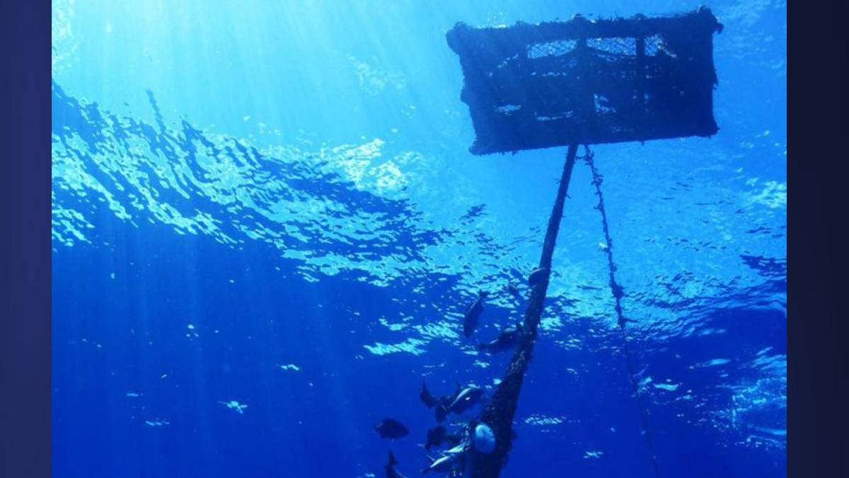 Global tuna fishing practices pose significant risks to marine protected areas 