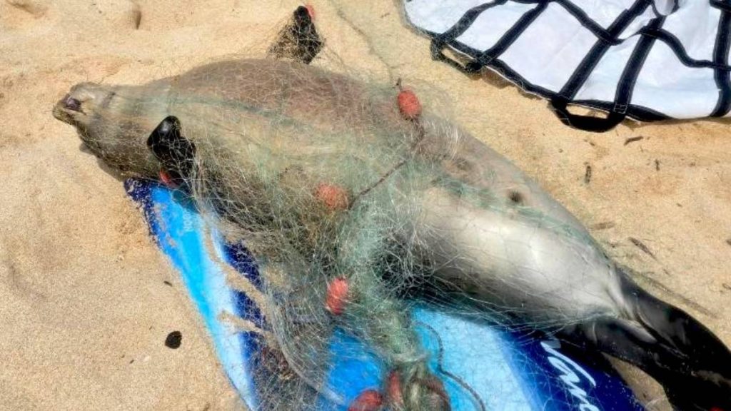 This 3-month-old Hawaiian monk seal was found dead, entangled in abandoned and unattended lay net, Aug. 5, 2026, on Oʻahu’s North Shore. The carcass was turned over to National Oceanic and Atmospheric Administration, which will conduct a post-mortem examination. (Courtesy Photo: Hawaiʻi Department of Land and Natural Resources)