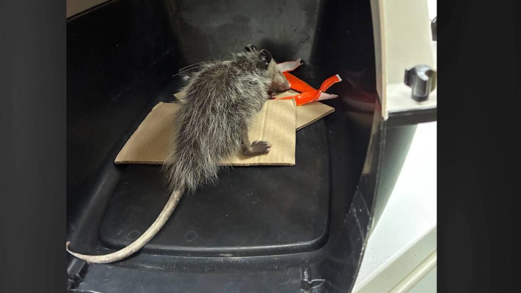 Live opossum caught on Big Island near Hilo Harbor