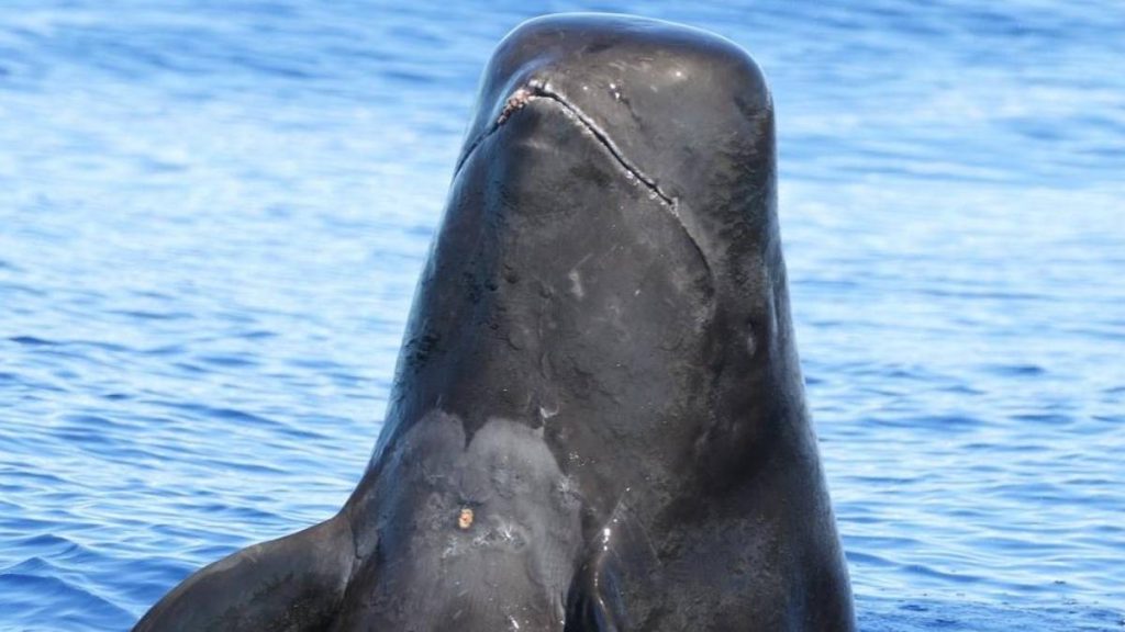 Tangled plastic, fishing gear found in pilot whales a ‘stark reminder’ of ocean plastic pollution impact