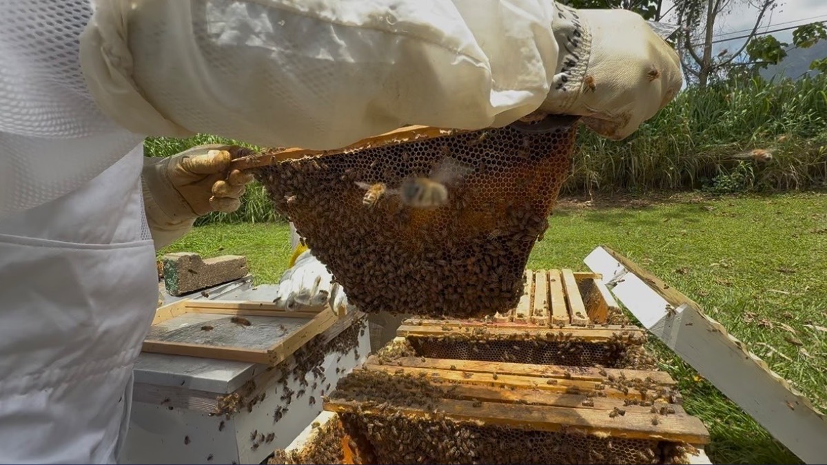 Kauaʻi beekeeping proposal hits a buzzkill at Planning Commission