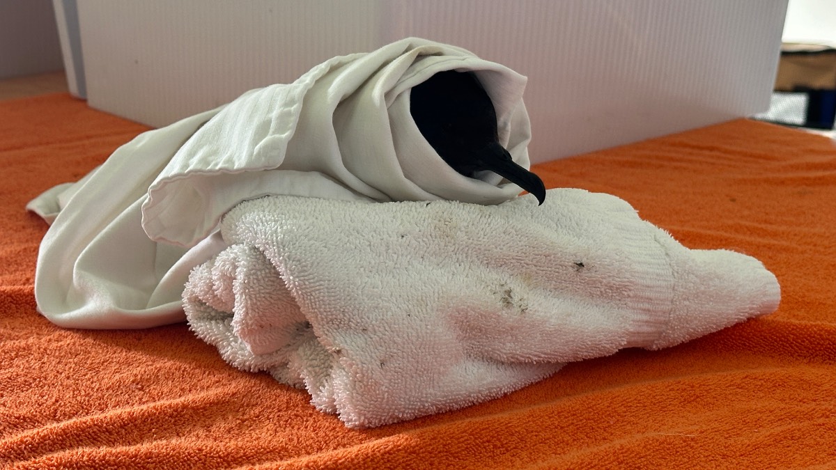 Wildlife officials warn of injured, grounded birds after Tropical Storm Lala