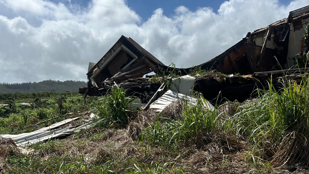 Kauaʻi farming family loses mangoes, avocados harvest after Hurricane Lowell destroys hundreds of trees