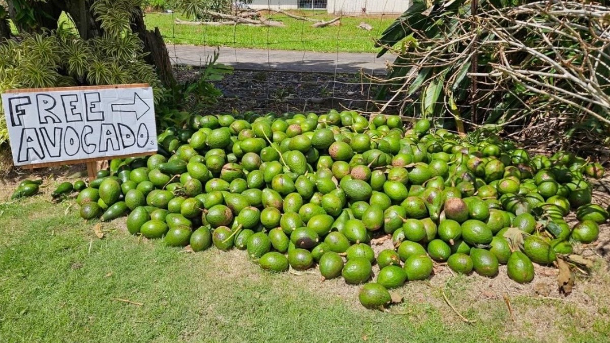Kauaʻi has been seeing green after Hurricane Lowell knocked down thousands of avocado trees