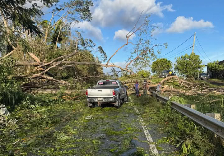 A truck traveling northbound in Kīlauea was forced to stop in front of a large downed tree after Lowell’s powerful overnight winds. Sept. 8, 2026. Photo Credit: Pete Ghione)