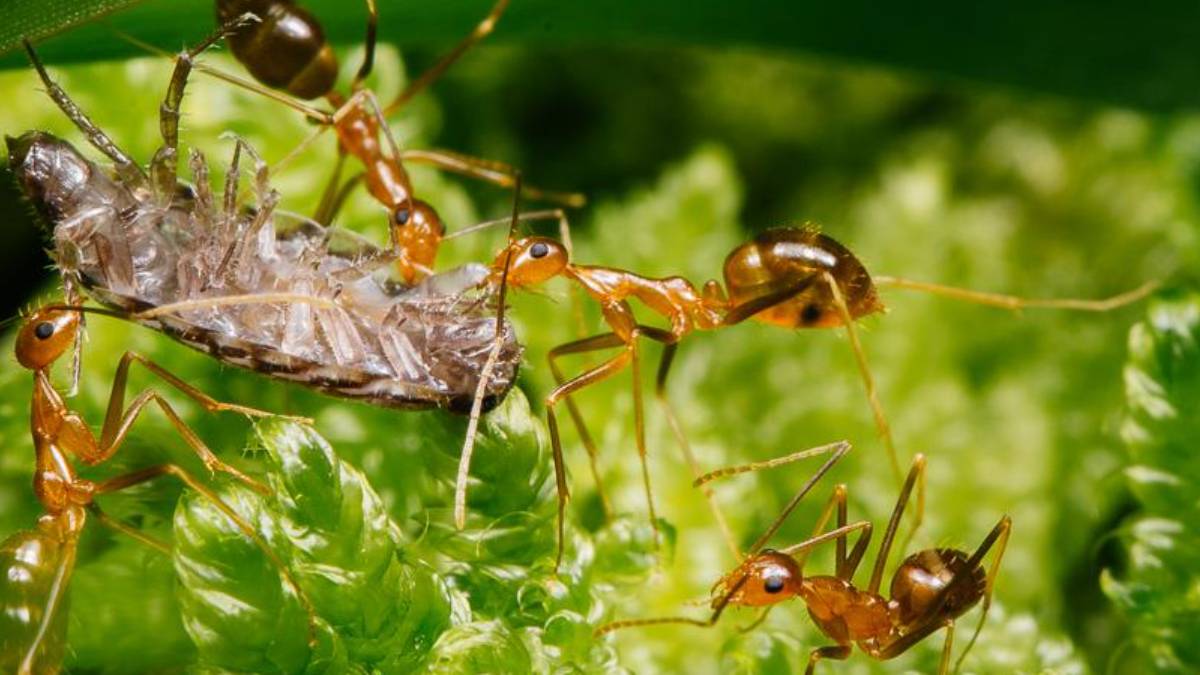 Researchers suggest cooked beef, sunflower seeds for little fire ants